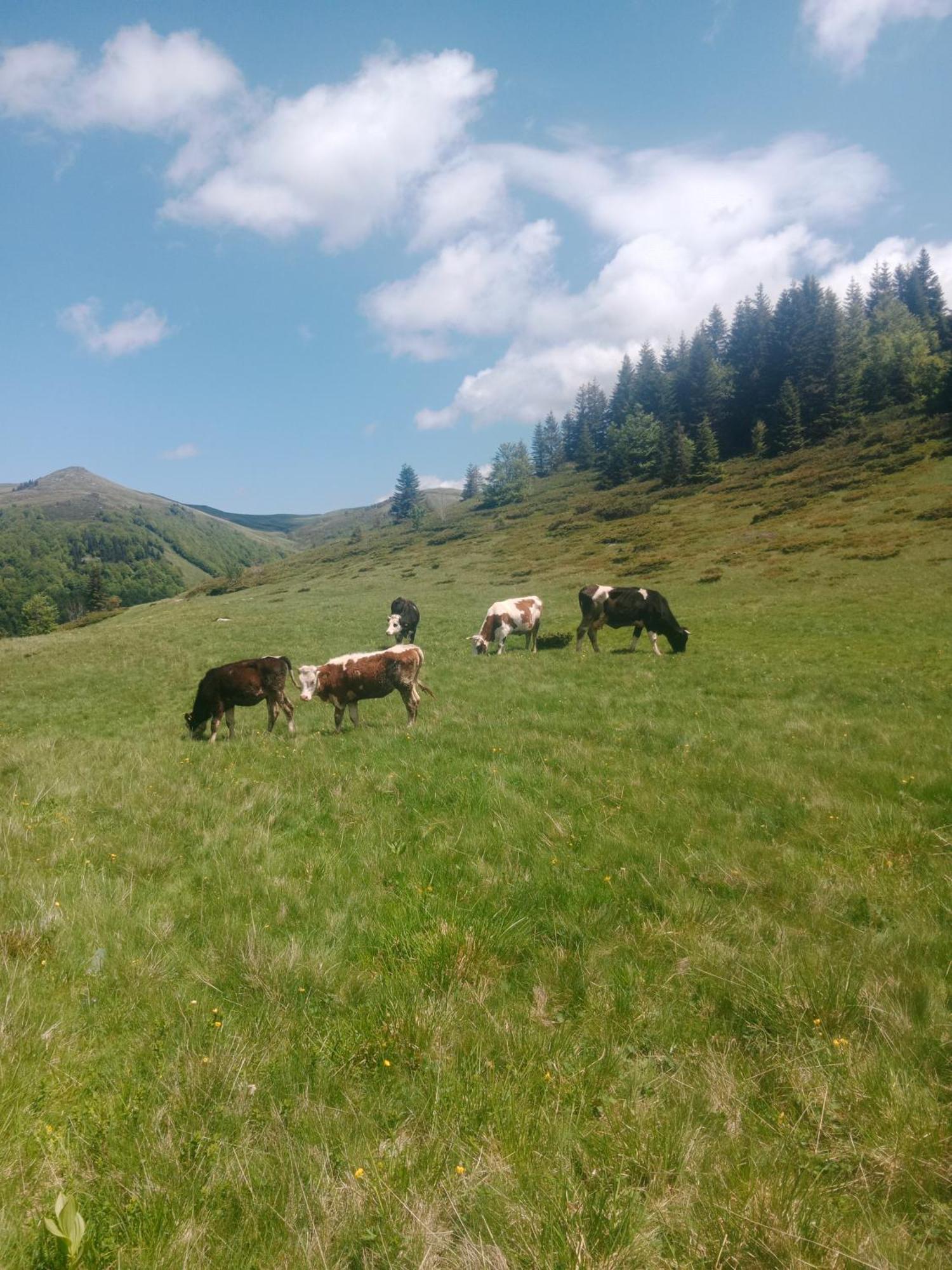 Chalet Katun Siska Medna Dolina Berane